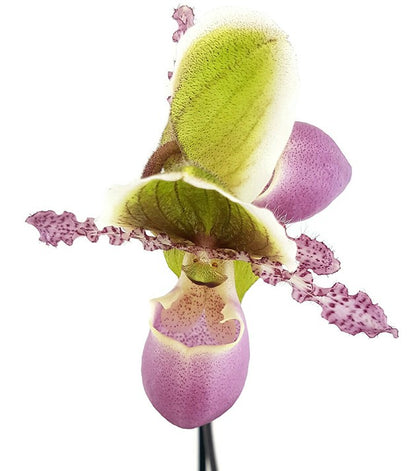 Paphiopedilum &quot;Pinocchio&quot; - Orchidee