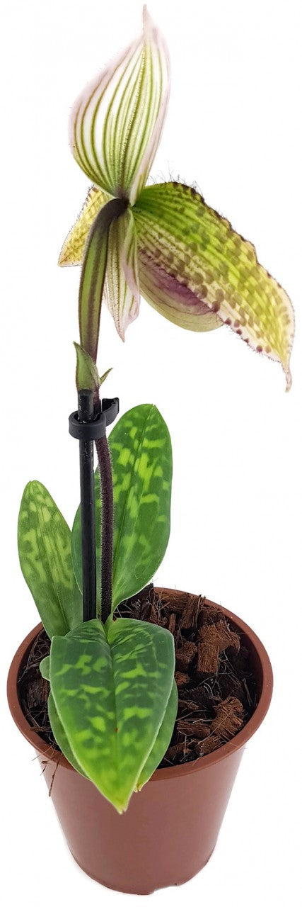 Paphiopedilum &quot;sukhakulii&quot; Hybride - Frauenschuhorchidee