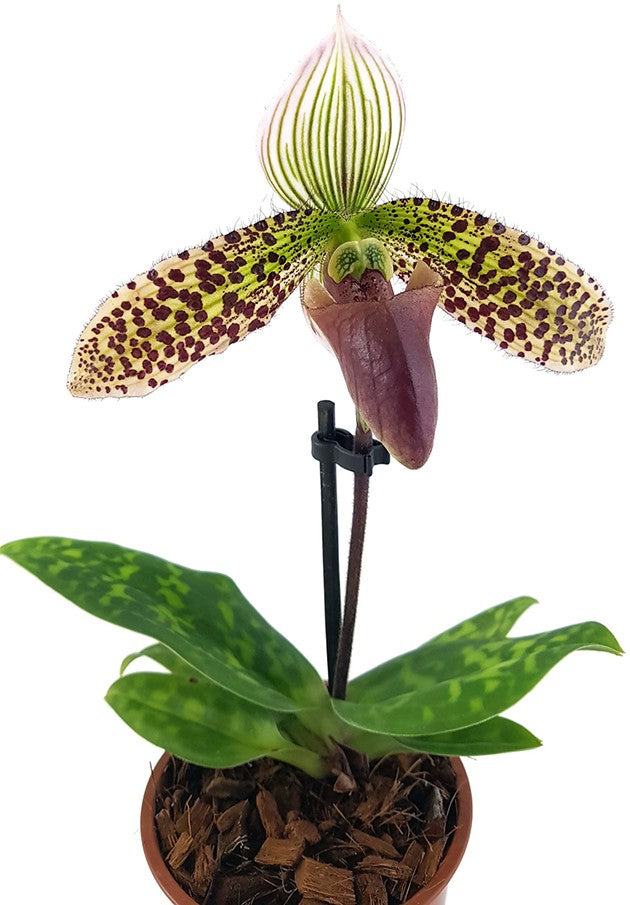 Paphiopedilum &quot;sukhakulii&quot; Hybride - Frauenschuhorchidee