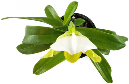 Paphiopedilum - exotischer gelb, weißer Frauenschuh