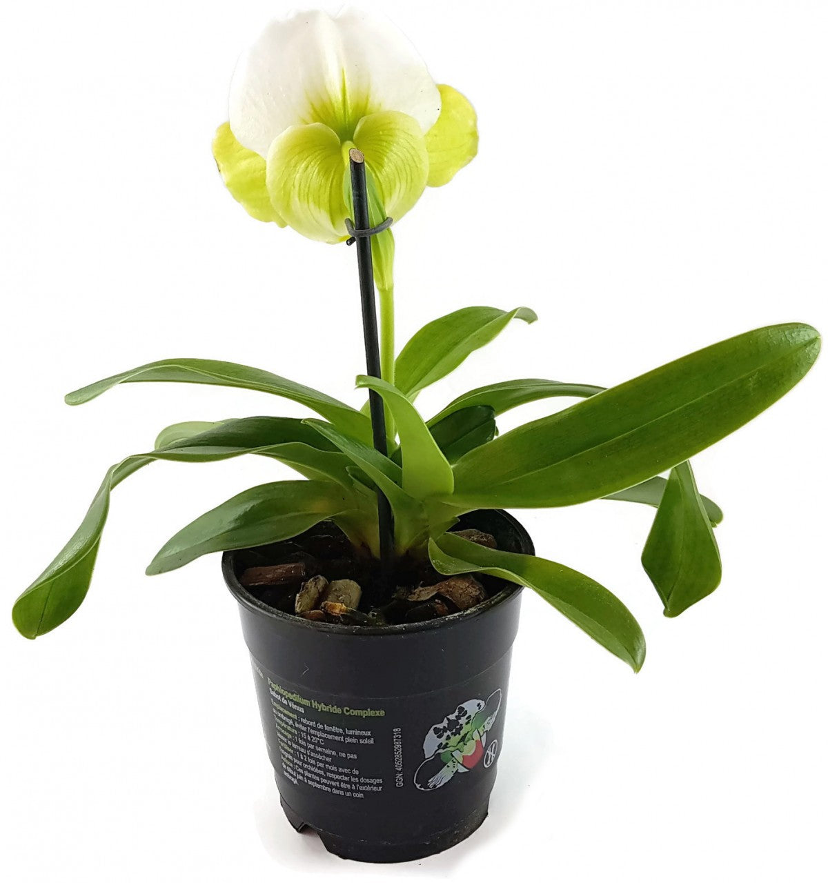 Paphiopedilum - exotischer gelb, weißer Frauenschuh