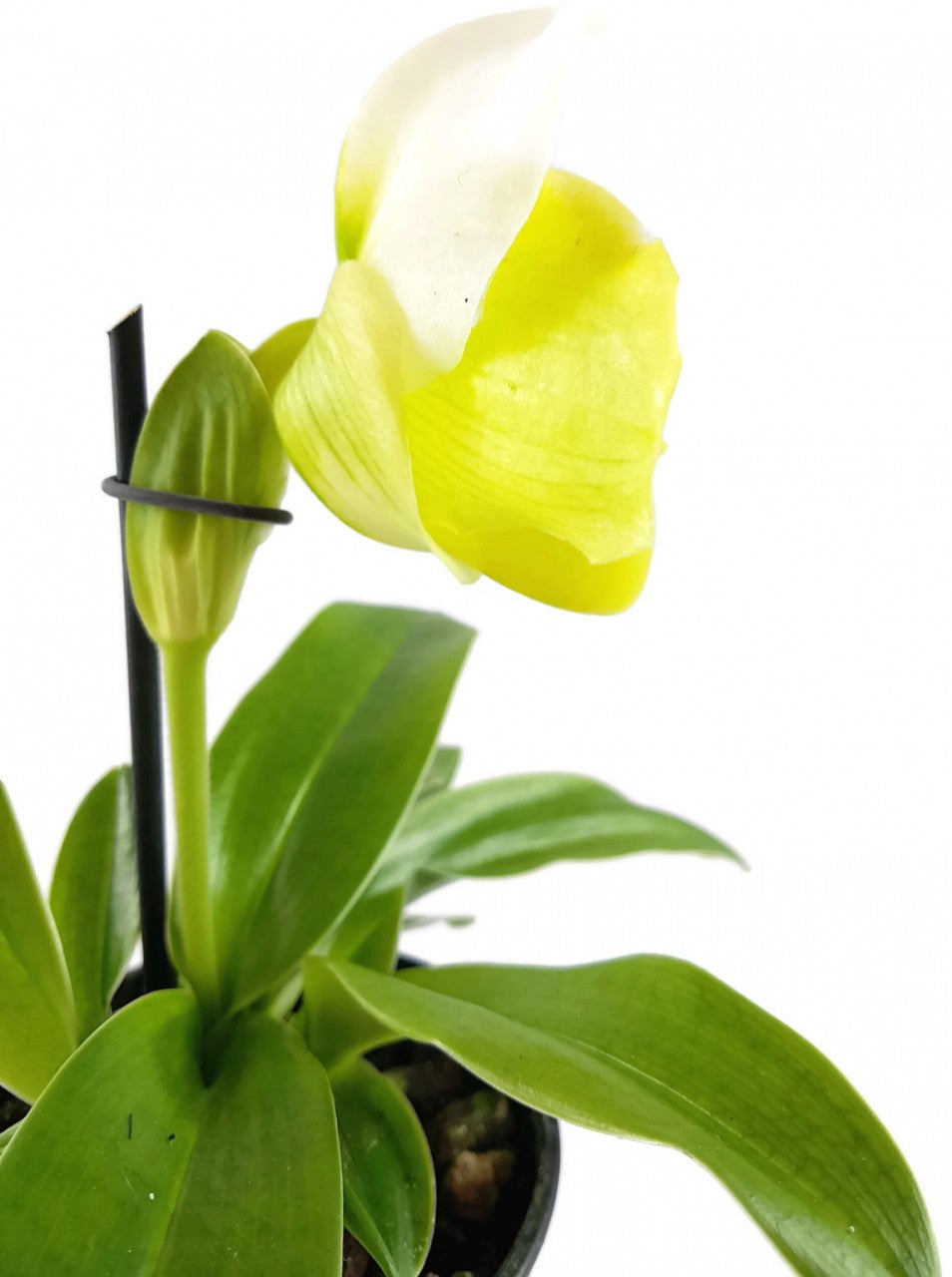 Paphiopedilum - exotischer gelb, weißer Frauenschuh