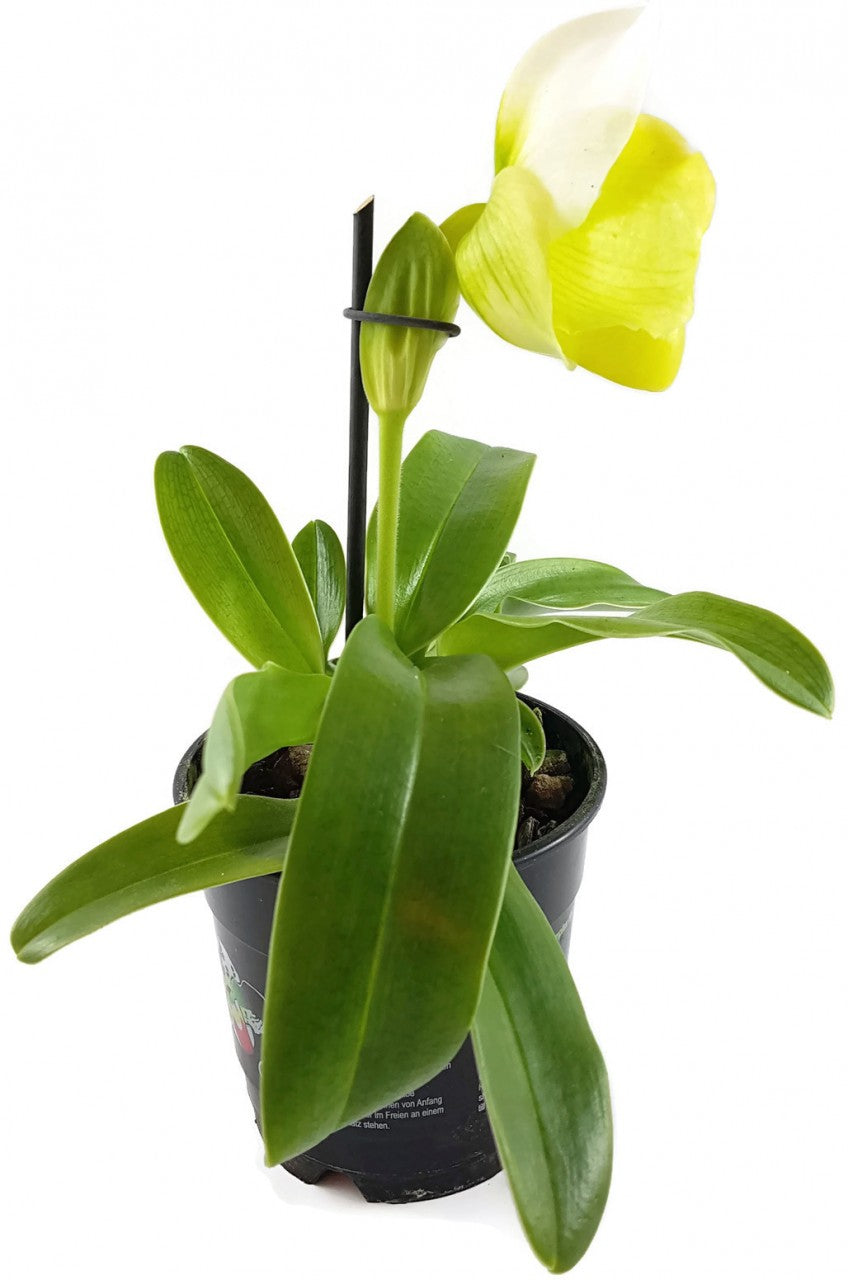 Paphiopedilum - exotischer gelb, weißer Frauenschuh