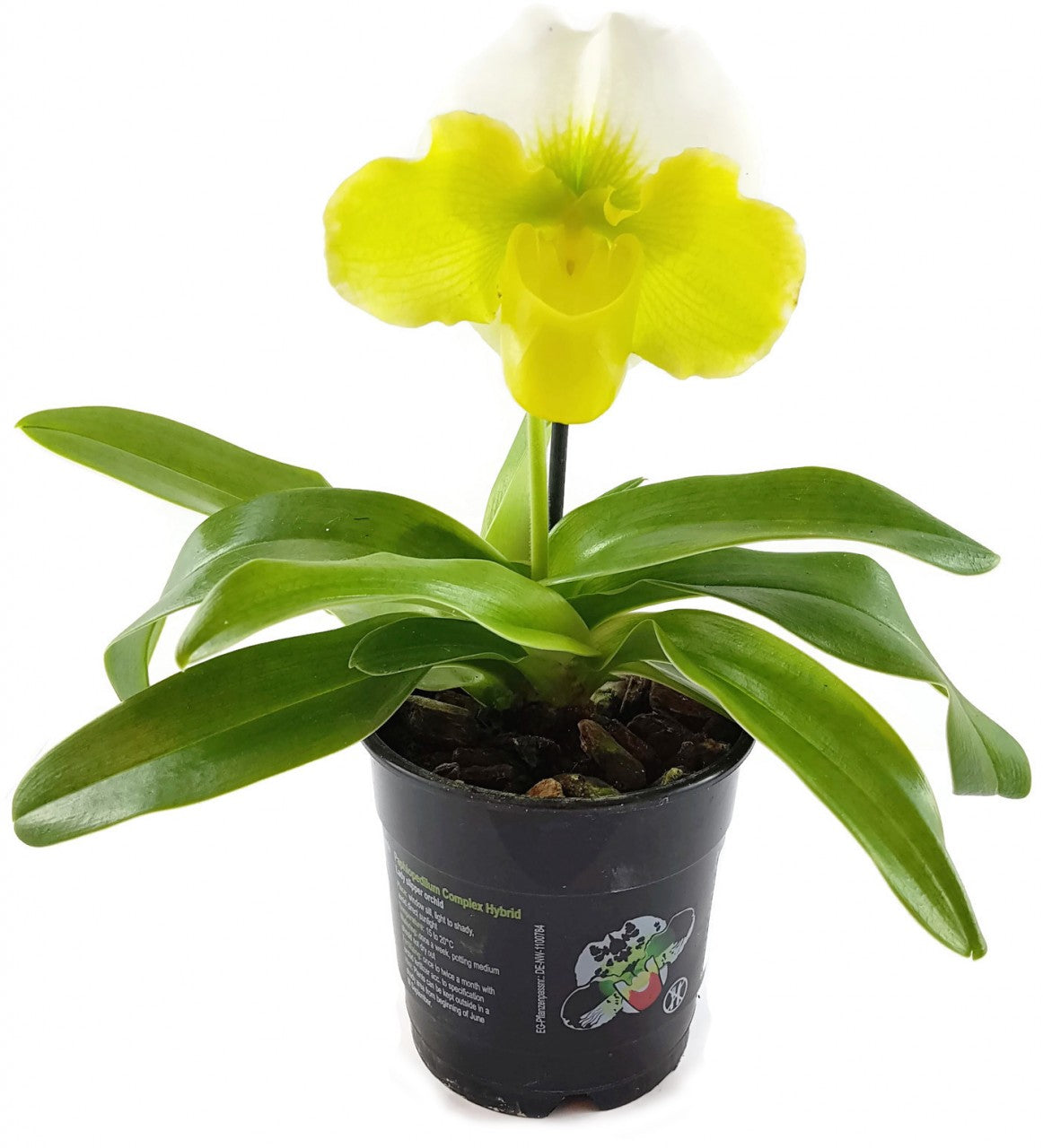 Paphiopedilum - exotischer gelb, weißer Frauenschuh