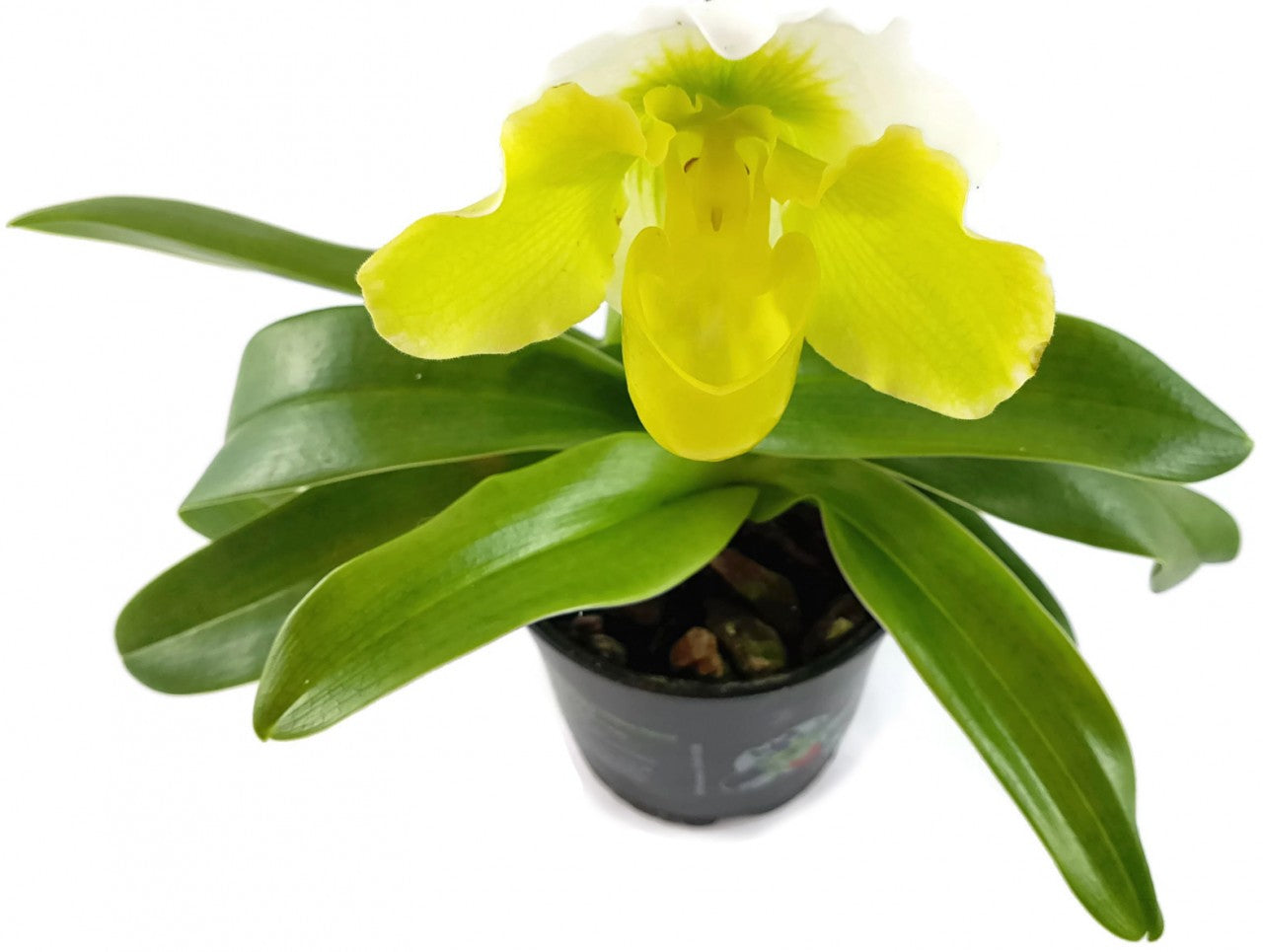 Paphiopedilum - exotischer gelb, weißer Frauenschuh