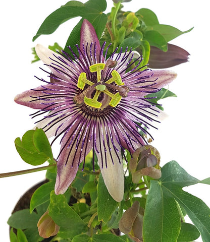 Passiflora x belotti &quot;Kaiserin Eugenie&quot; - besondere Passionsblume