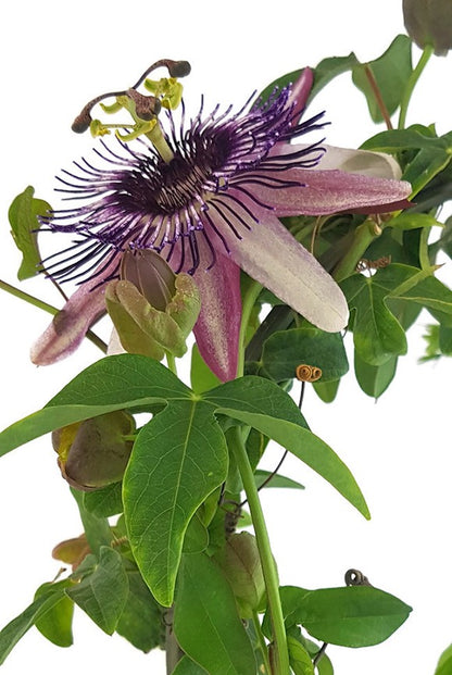 Passiflora x belotti &quot;Kaiserin Eugenie&quot; - besondere Passionsblume