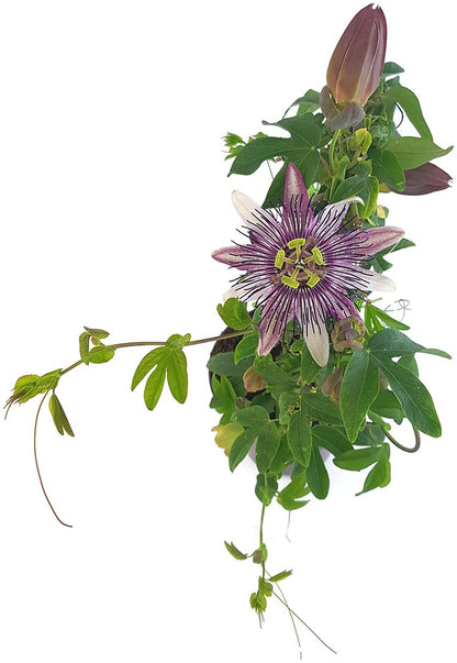 Passiflora x belotti &quot;Kaiserin Eugenie&quot; - besondere Passionsblume