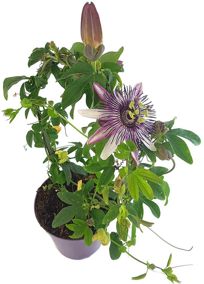 Passiflora x belotti &quot;Kaiserin Eugenie&quot; - besondere Passionsblume