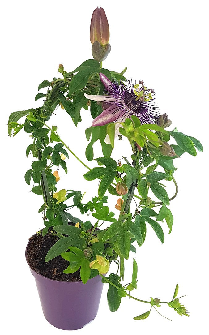 Passiflora x belotti &quot;Kaiserin Eugenie&quot; - besondere Passionsblume