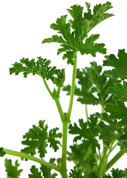 Pelargonium &quot;isko lemon&quot; - Anti-Mücken Duftgeranie