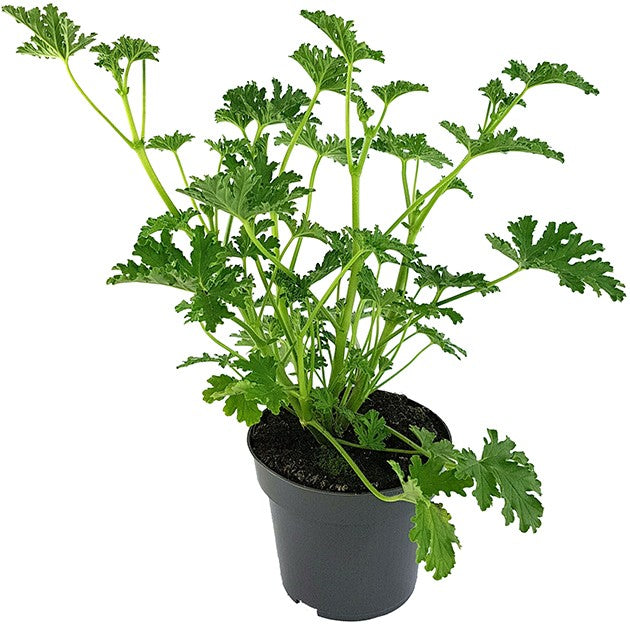 Pelargonium &quot;isko lemon&quot; - Anti-Mücken Duftgeranie