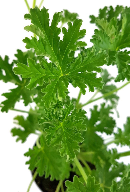 Pelargonium &quot;isko lemon&quot; - Anti-Mücken Duftgeranie