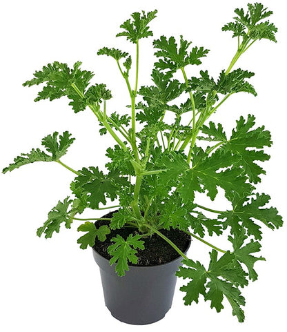 Pelargonium &quot;isko lemon&quot; - Anti-Mücken Duftgeranie