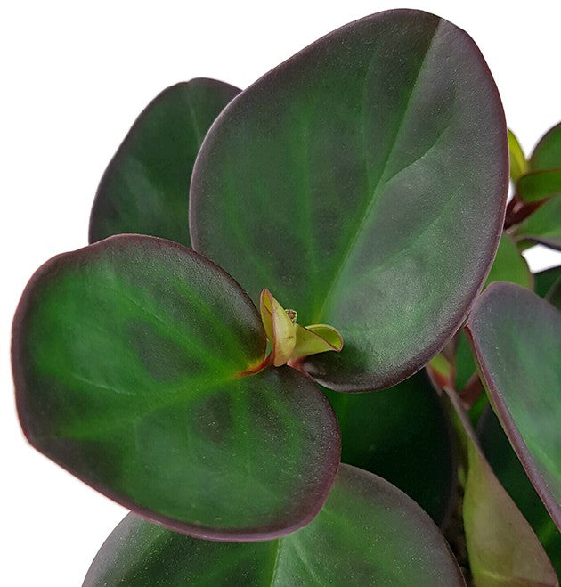 Peperomia clusiifolia &quot;Red Margin&quot; - Zwergpfeffer