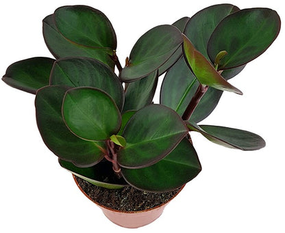 Peperomia clusiifolia &quot;Red Margin&quot; - Zwergpfeffer