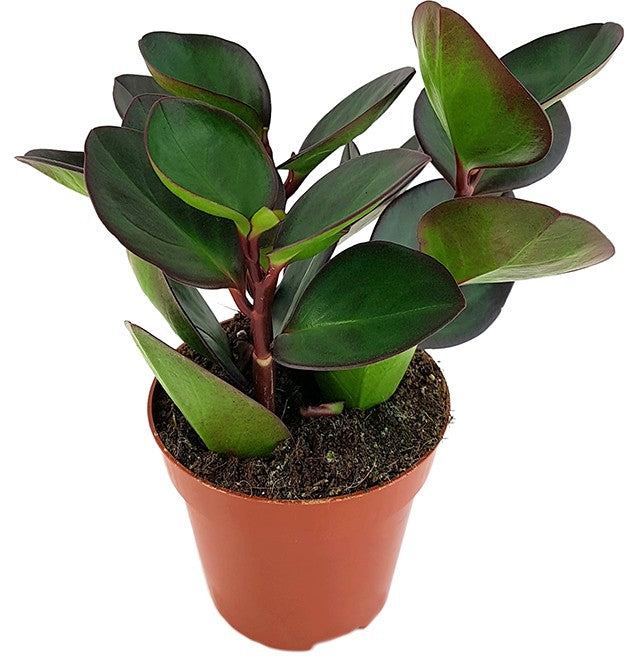 Peperomia clusiifolia &quot;Red Margin&quot; - Zwergpfeffer