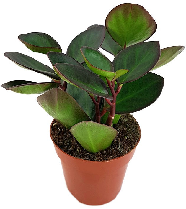 Peperomia clusiifolia &quot;Red Margin&quot; - Zwergpfeffer