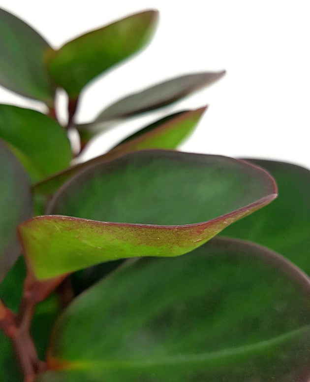 Peperomia clusiifolia &quot;Red Margin&quot; - Zwergpfeffer