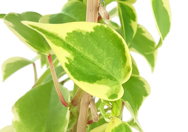 Peperomia scandens &quot;variegata&quot; - Zierpfeffer