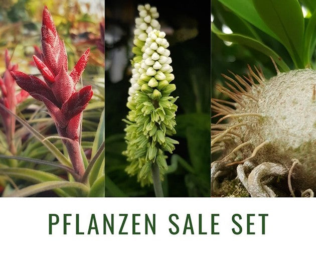 Happy SALE - Pflanzenset