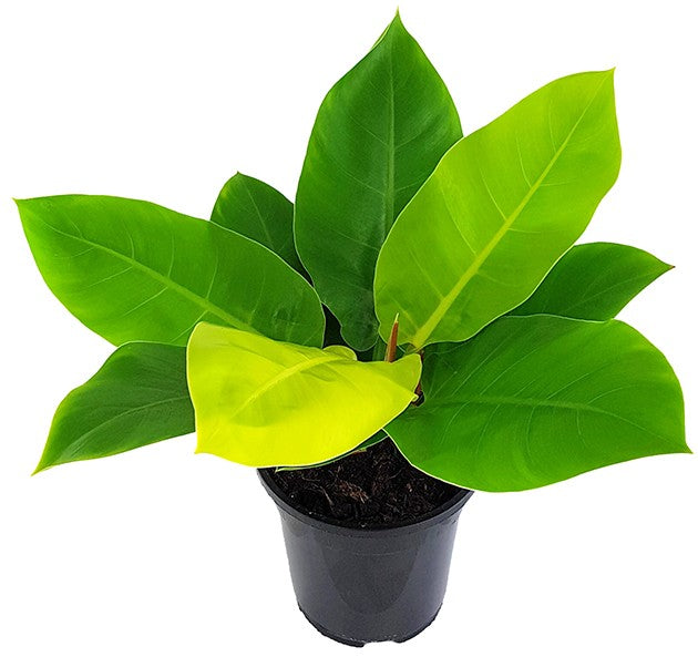 Philodendron &quot;Moonlight&quot; XL - Baumfreund