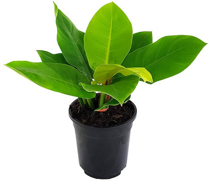 Philodendron &quot;Moonlight&quot; XL - Baumfreund