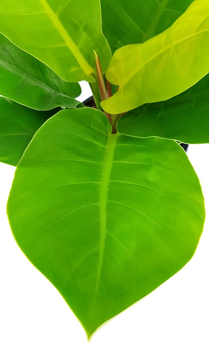 Philodendron &quot;Moonlight&quot; XL - Baumfreund