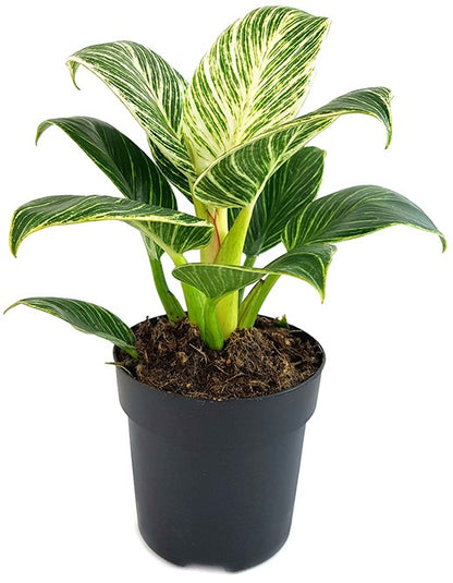 Philodendron Birkin &quot;White Measure&quot; - grün weiß gestreifte Baumfreund