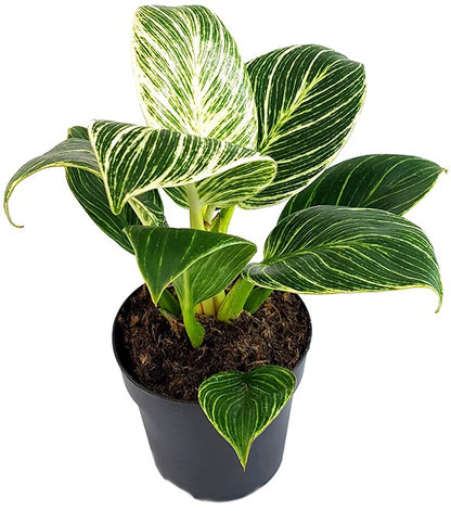 Philodendron Birkin &quot;White Measure&quot; - grün weiß gestreifte Baumfreund