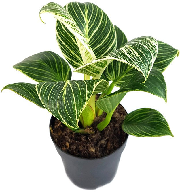 Philodendron Birkin &quot;White Measure&quot; - grün weiß gestreifte Baumfreund