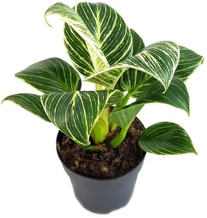 Philodendron Birkin &quot;White Measure&quot; - grün weiß gestreifte Baumfreund