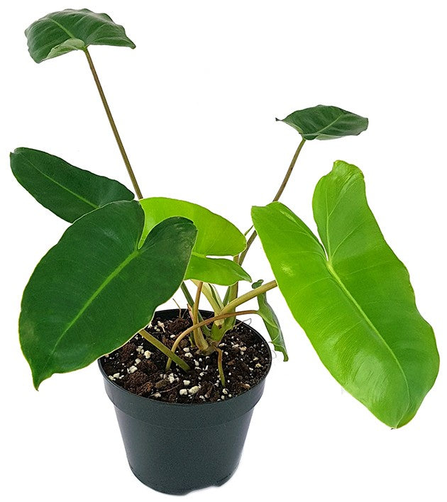 Philodendron "Burle Marx" - kletternder Baumfreund