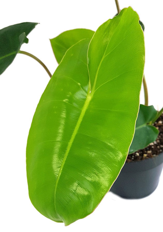 Philodendron "Burle Marx" - kletternder Baumfreund