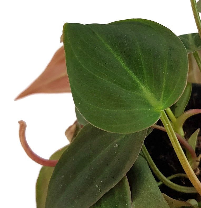 Philodendron Micans - samtiger Baumfreund