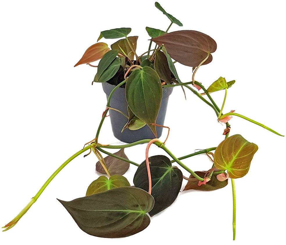 Philodendron Micans - samtiger Baumfreund