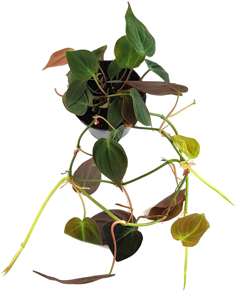 Philodendron Micans - samtiger Baumfreund