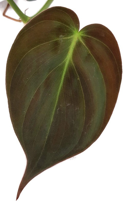 Philodendron Micans - samtiger Baumfreund