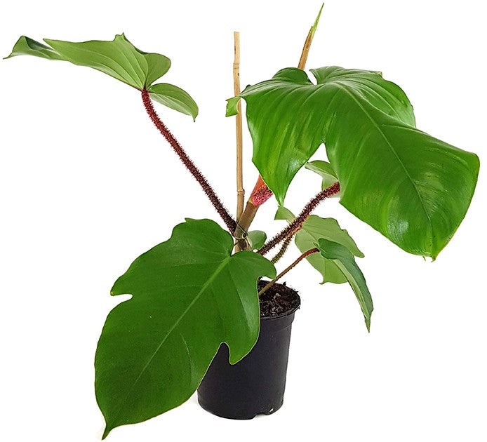 Philodendron Squamiferum - Baumfreund