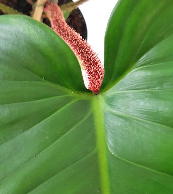 Philodendron Squamiferum - Baumfreund