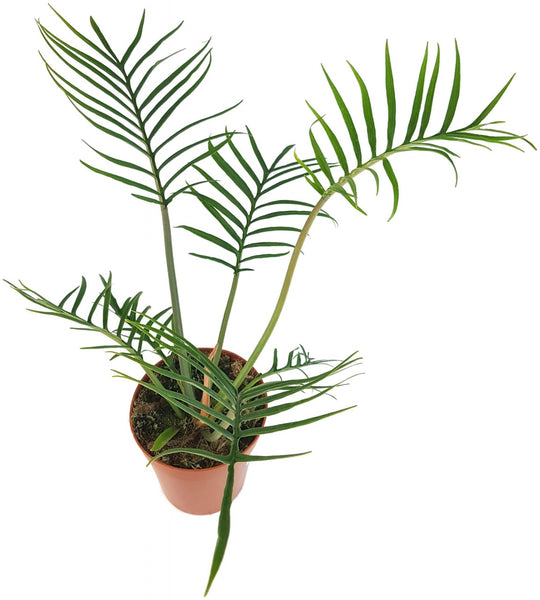 philodendron bipinnatifidum kaufen Philodendron bipinnatifidum tortum