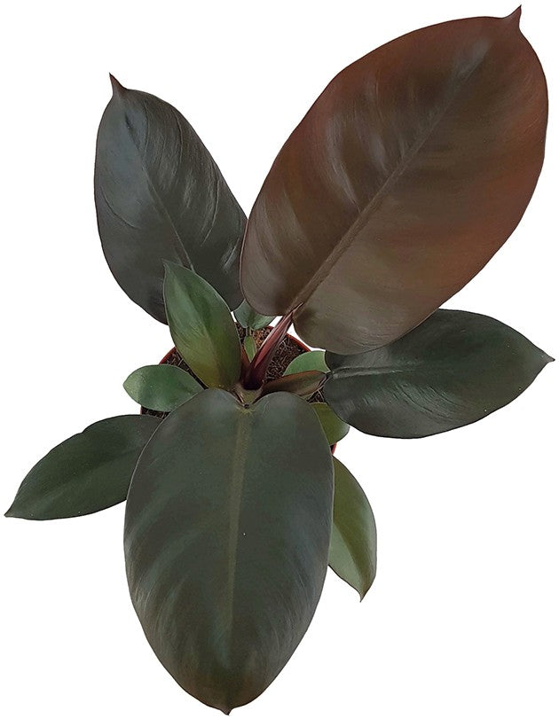 Philodendron &quot;Black Cardinal&quot; - Baumfreund