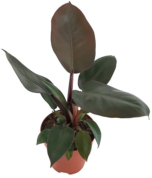 Philodendron &quot;Black Cardinal&quot; - Baumfreund