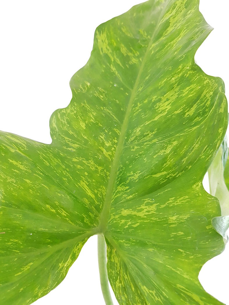 Philodendron Camouflage - Baumfreund