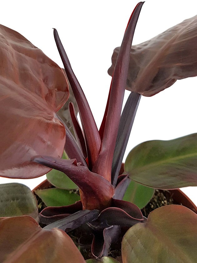 Philodendron &quot;Cherry Red&quot; - rötlicher Baumfreund