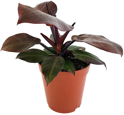 Philodendron &quot;Cherry Red&quot; - rötlicher Baumfreund