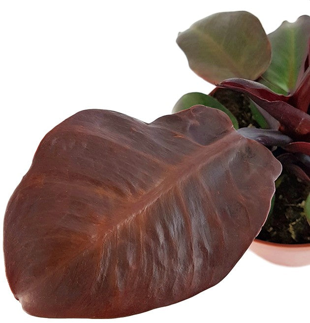 Philodendron "Cherry Red" - rötlicher Baumfreund