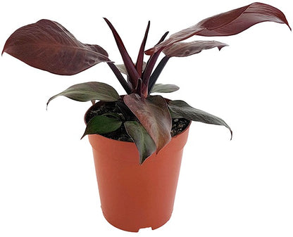 Philodendron &quot;Cherry Red&quot; - rötlicher Baumfreund