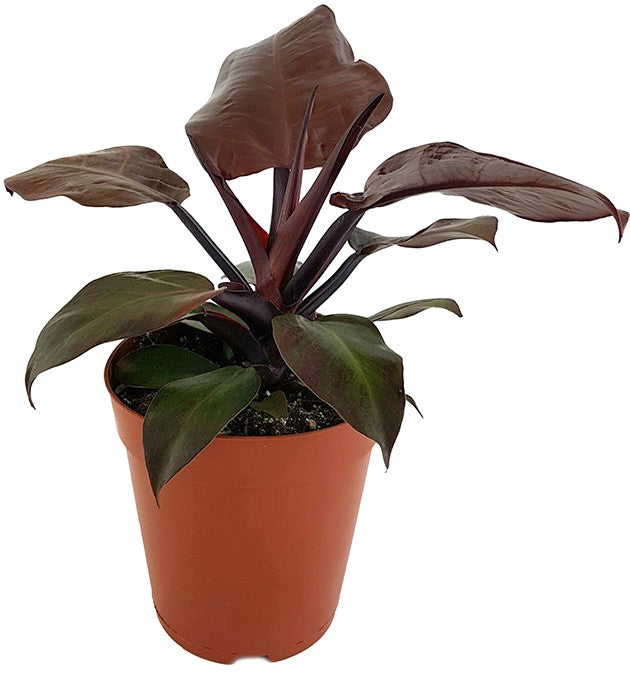 Philodendron &quot;Cherry Red&quot; - rötlicher Baumfreund