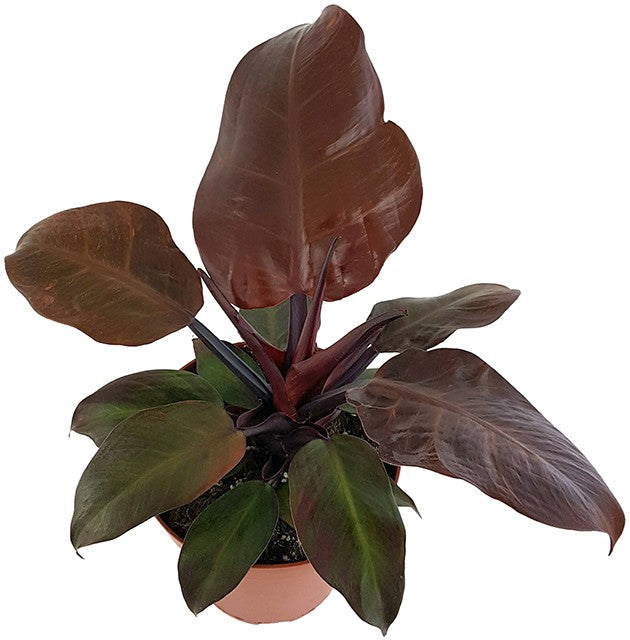 Philodendron &quot;Cherry Red&quot; - rötlicher Baumfreund